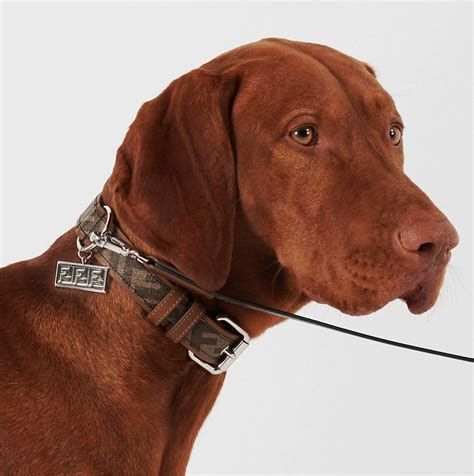 prada collar|high end rounded dog collar.